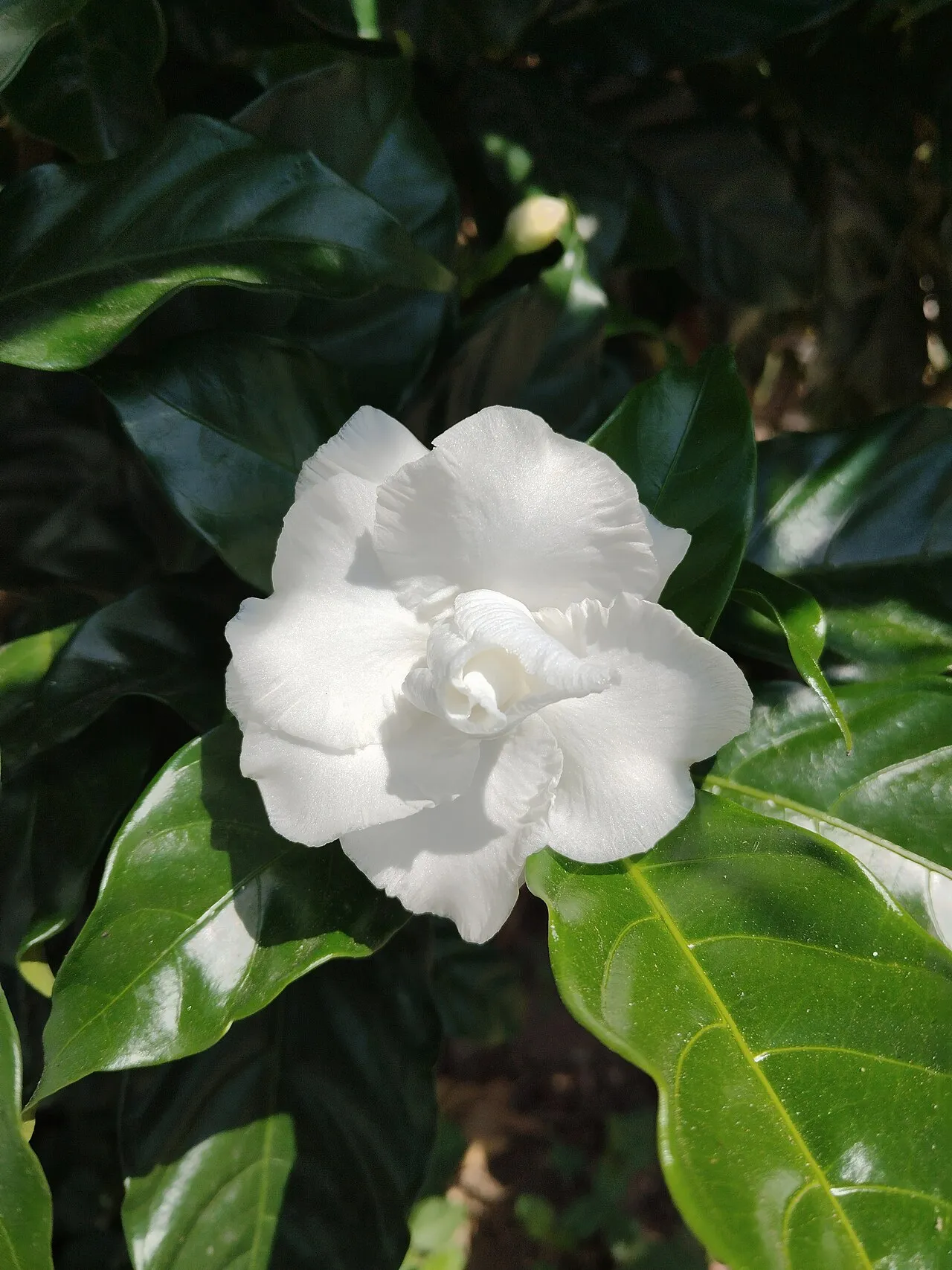 A double white gardenia flower with thick overlapping petals, surrounded by glossy dark green leaves, with an unopened bud behind it.
