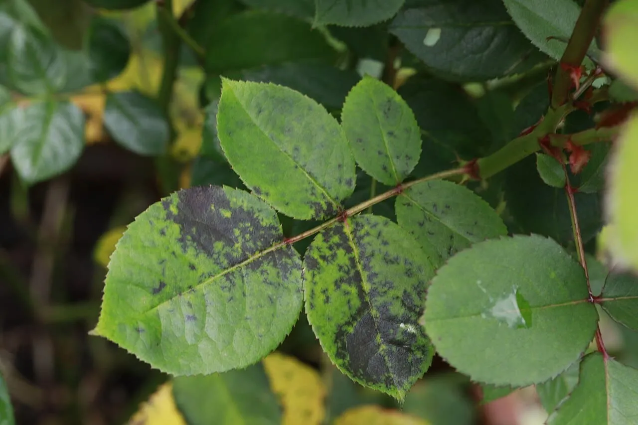 Rose leaflets covered in dark blotches with soft, feathered edges, the surrounding leaf tissue turning yellow.