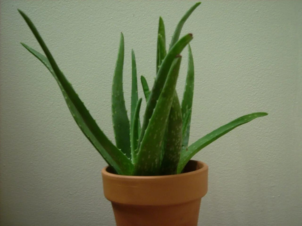 A healthy potted aloe vera in a terracotta pot against a plain wall.