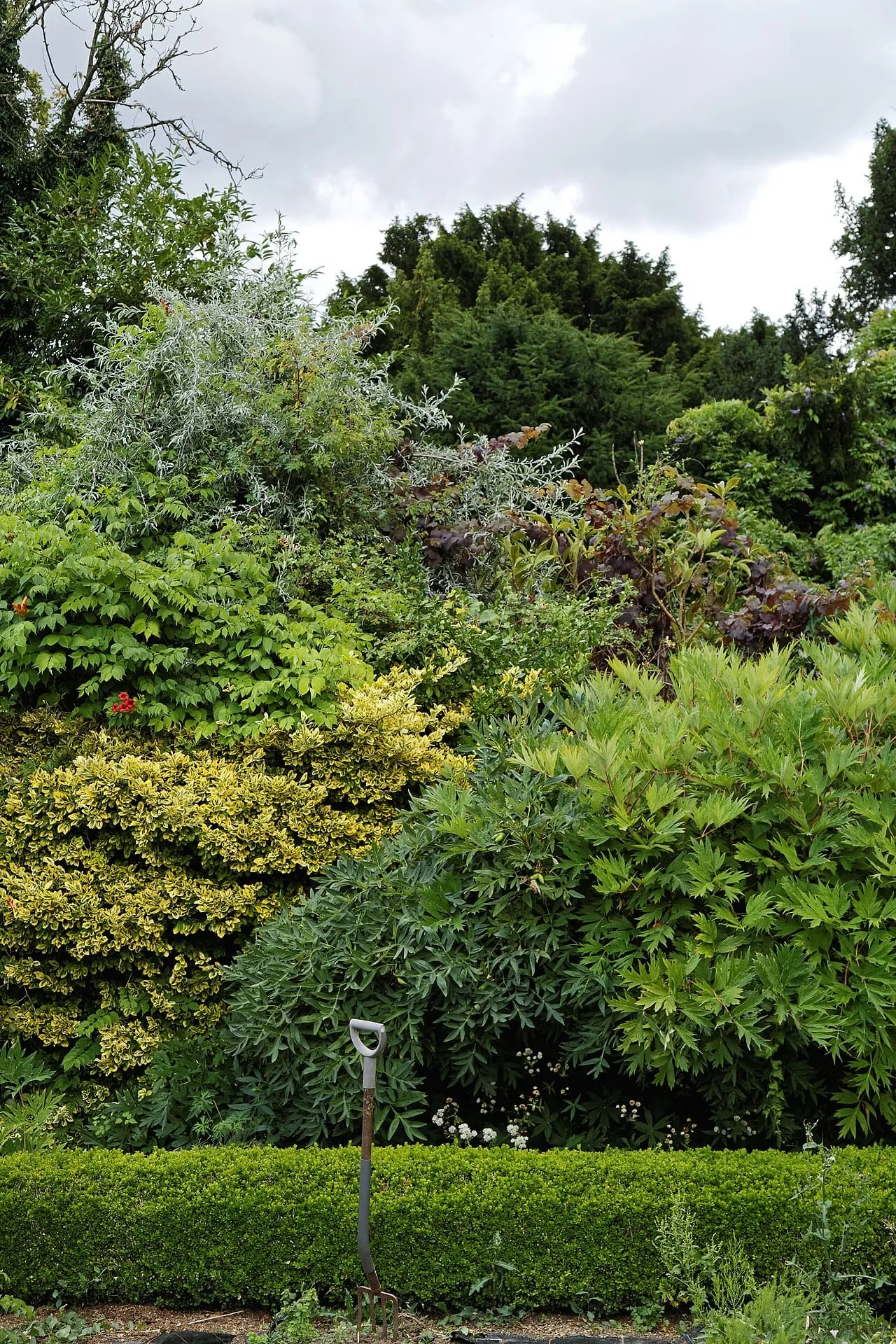 Established shrubs and small trees filling a walled garden border, their canopies just meeting.