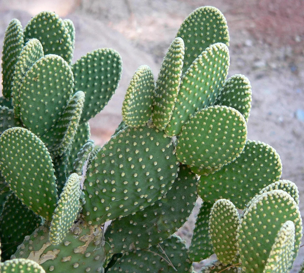 Oval green cactus pads branching in pairs like rabbit ears, each pad evenly dotted with small tufts of pale yellow bristles.