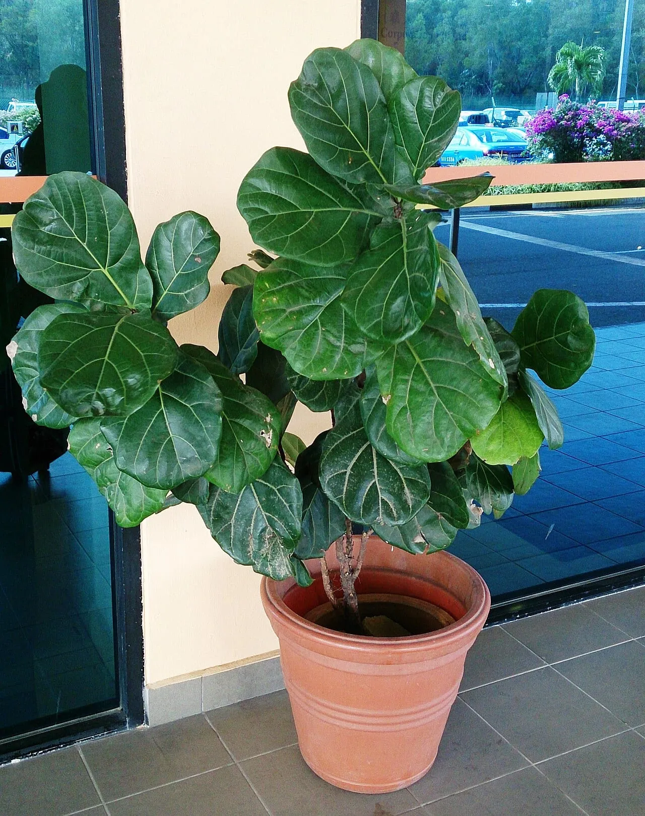 A potted fiddle leaf fig with a bare lower trunk where leaves have dropped, foliage remaining only at the top.