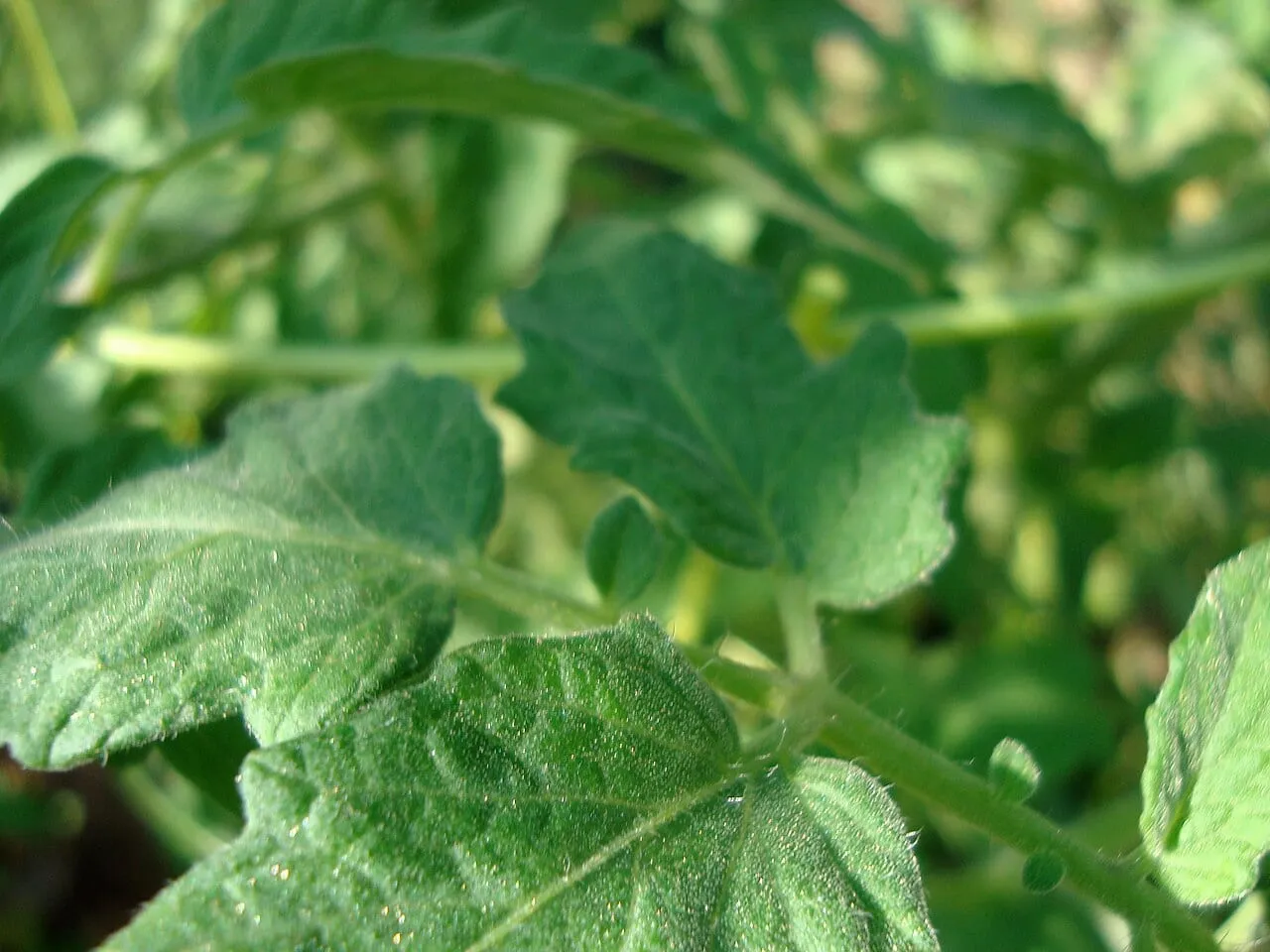 Close view of healthy green tomato foliage, the compound leaves lightly cupped and covered in fine hairs.