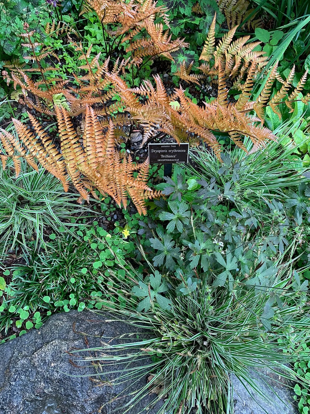 A clump of autumn fern with bright coppery-orange new fronds arching over a shaded bed, growing beside variegated sedge and green geranium foliage.