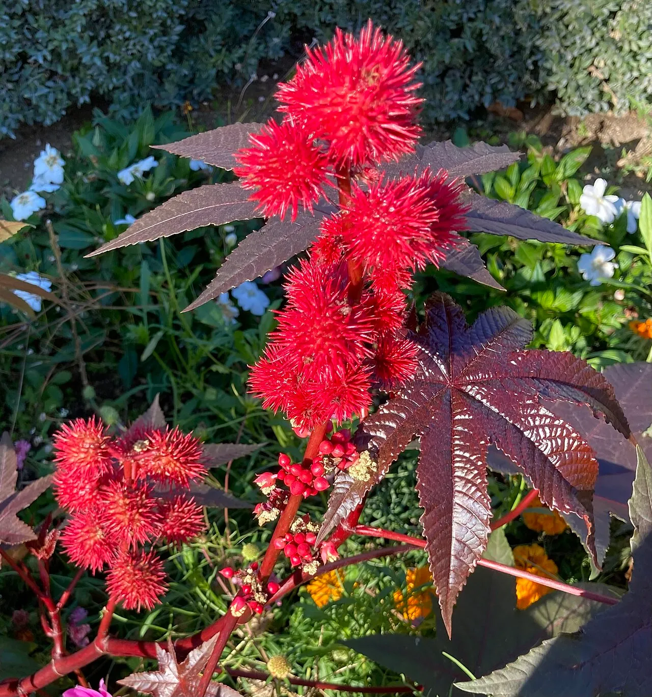 A castor bean plant with deep bronze-purple palmate leaves and red stems, carrying several clusters of spiky crimson seed pods above small flowers.