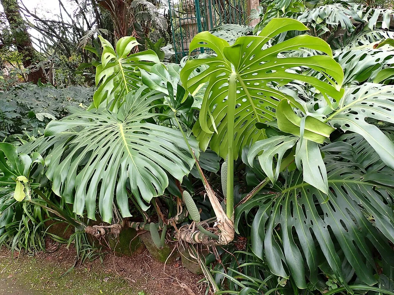 A large mature Monstera deliciosa in a botanical garden, its huge leaves deeply cut with both oval holes and splits running to the leaf edge.