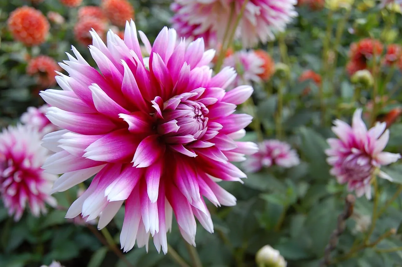 A dahlia display bed with dozens of cultivars in bloom, showing ball, decorative and cactus flower forms in many colours.