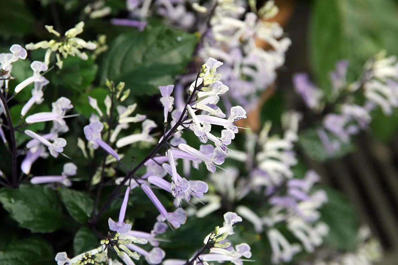 Spikes of pale lavender two-lipped flowers speckled with purple, held on near-black stems above dark green leaves.