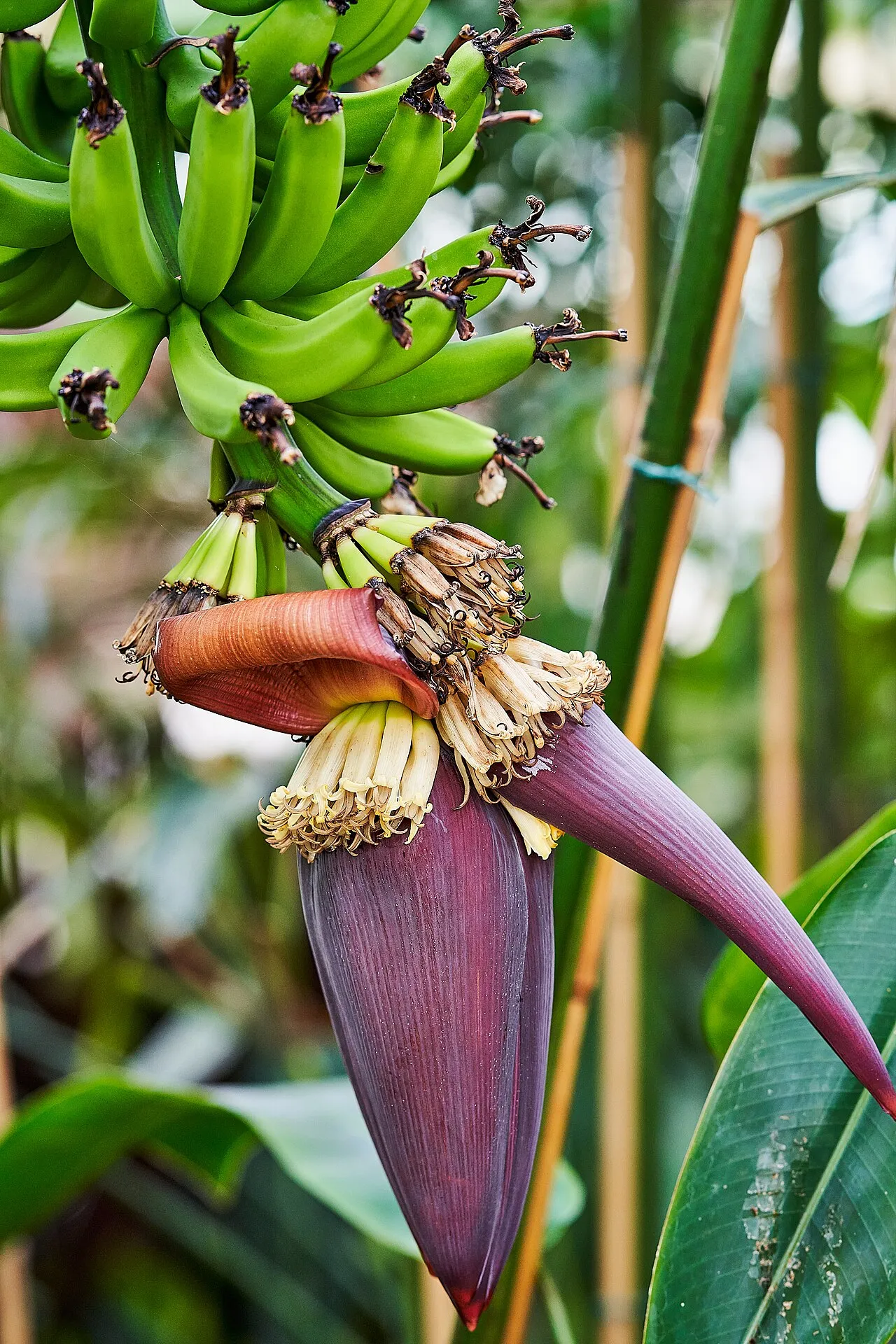 A hanging banana stalk with several hands of green developing fruit above, and a large purple teardrop-shaped male bud with cream flowers hanging below it.
