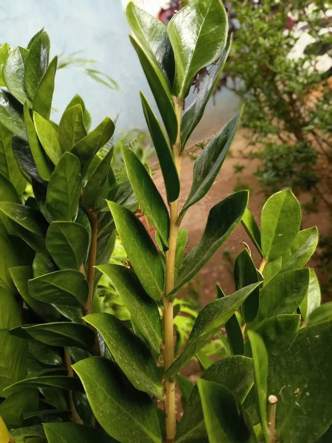 A ZZ plant stem with glossy dark green compound leaflets held upright.