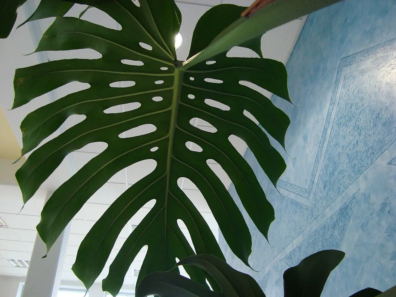 A mature Monstera deliciosa leaf, deep green and fully fenestrated, photographed from below indoors.
