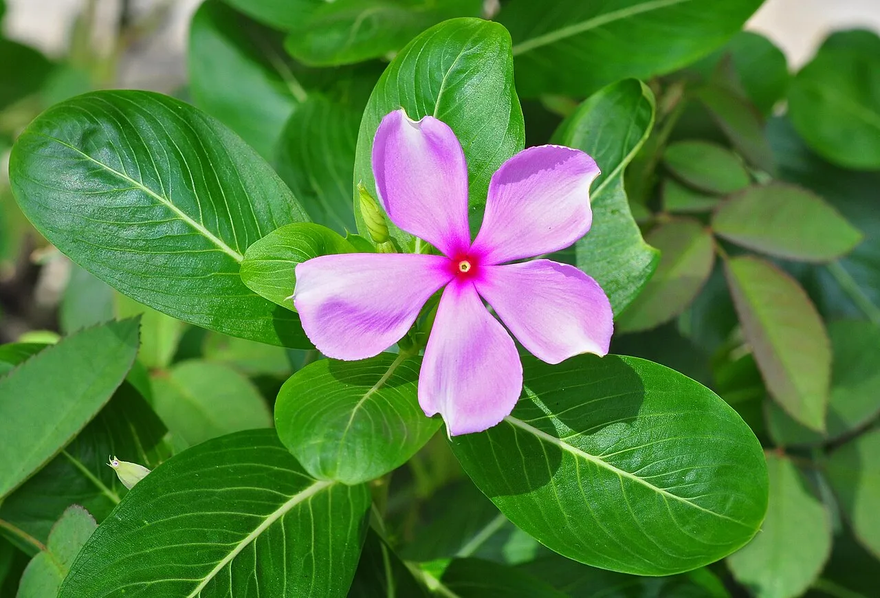 A single pink Catharanthus roseus flower with five flat overlapping petals and a deep magenta eye, surrounded by glossy dark green leaves with pale midribs.