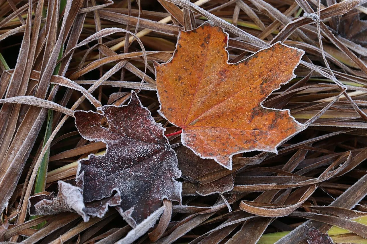 Fallen autumn leaves rimmed with white hoarfrost crystals on a cold morning.