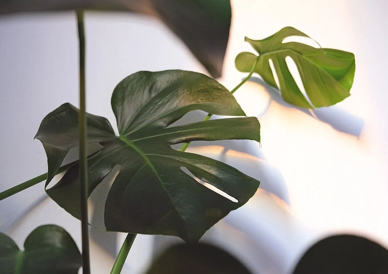 Two large glossy Monstera deliciosa leaves indoors against a pale wall, one dark green and one bright young leaf, both showing deep splits to the margin and oval holes in the blade.