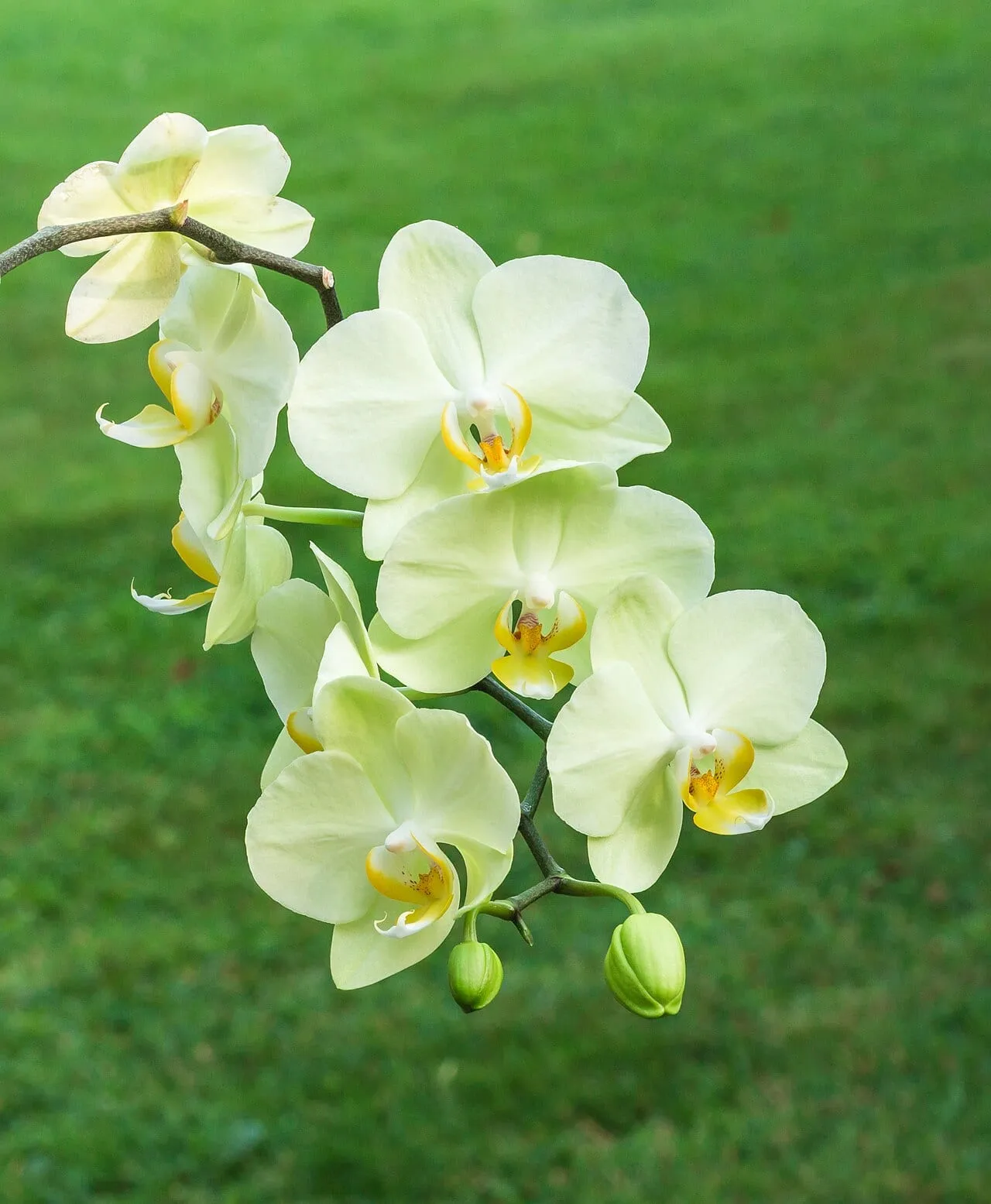 An arching Phalaenopsis spike carrying six pale cream flowers with yellow lips, and two unopened green buds at the tip.