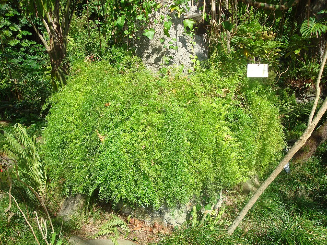A large dense mound of bright green asparagus fern with fine needle-like foliage sprawling over a rock in a shaded garden, with true ferns growing beside it.