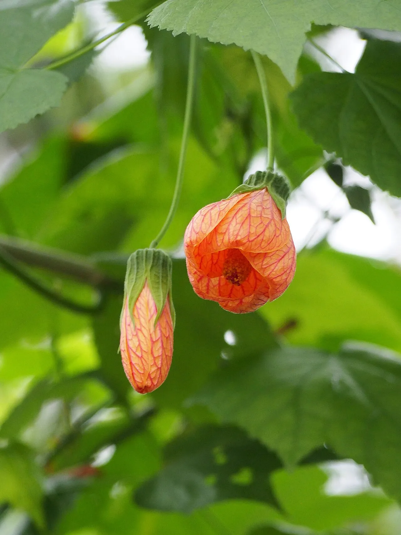 A pendulous orange abutilon flower with fine crimson veining hanging from a long stalk, beside an unopened bud, with maple-shaped green leaves behind.