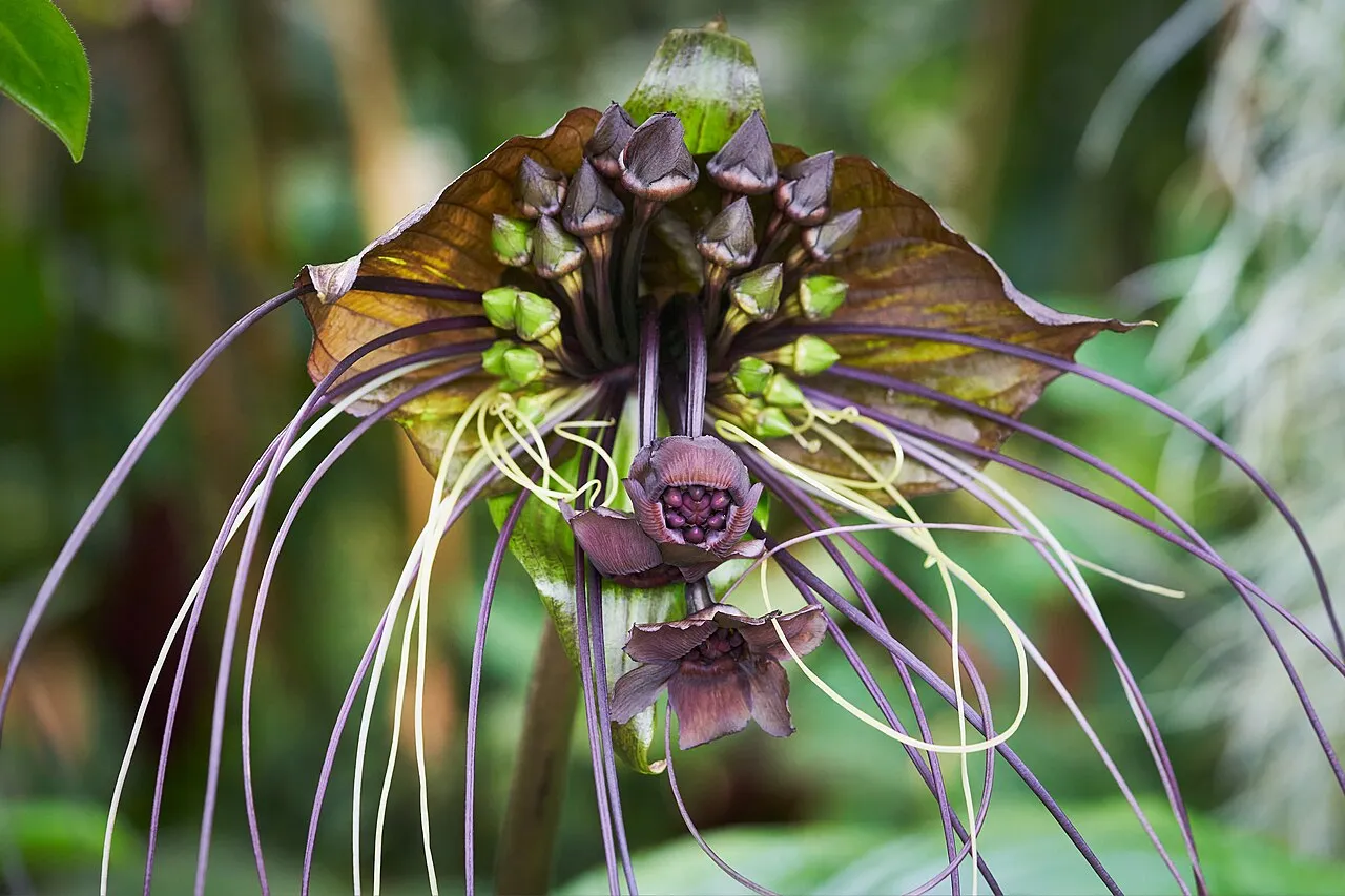 A black bat flower in bloom, with wide dark maroon wing-like bracts spread behind a cluster of deep purple flowers, and long thread-like whiskers hanging down on all sides.