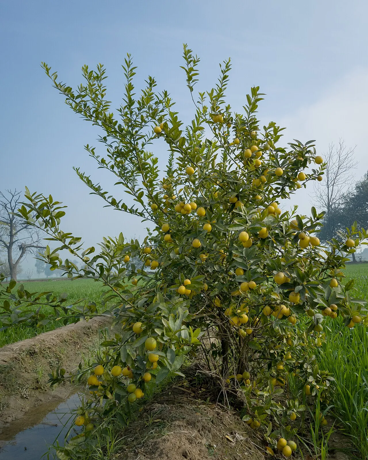 A mature lemon tree heavily laden with yellow fruit, its branches arching down under the weight, growing at the edge of a green field under a hazy sky.