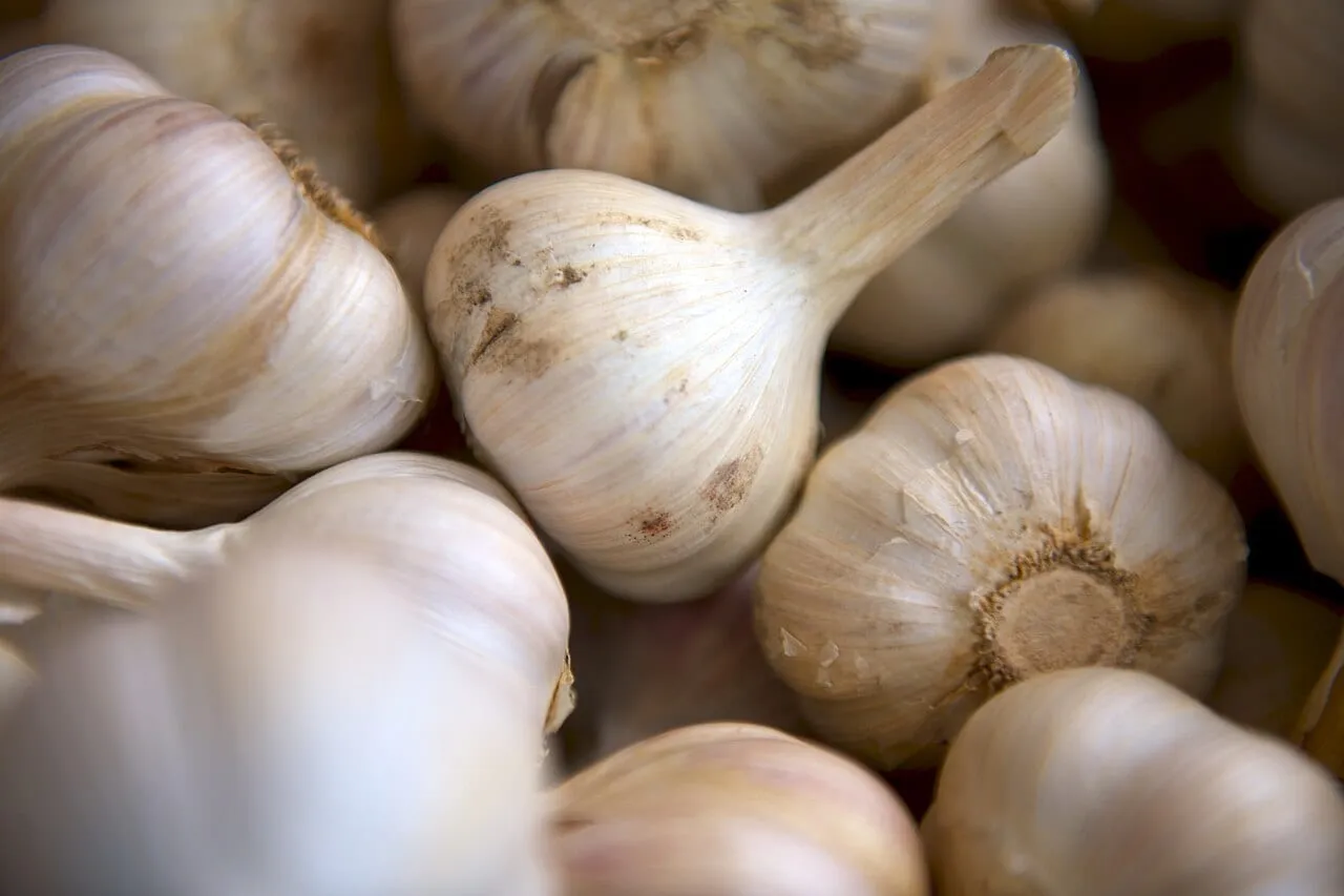 Cured garlic bulbs with papery wrappers intact, one showing the stiff central neck.