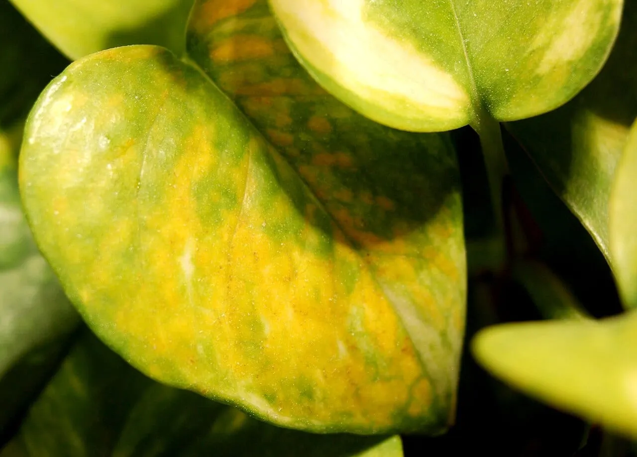 Golden pothos leaves, one mottled yellow and green with rust-brown flecking, beside a leaf with clean cream variegation.