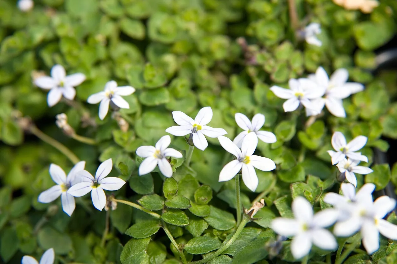 Pale blue star-shaped flowers with tiny yellow centres scattered across a dense low mat of small rounded green leaves.