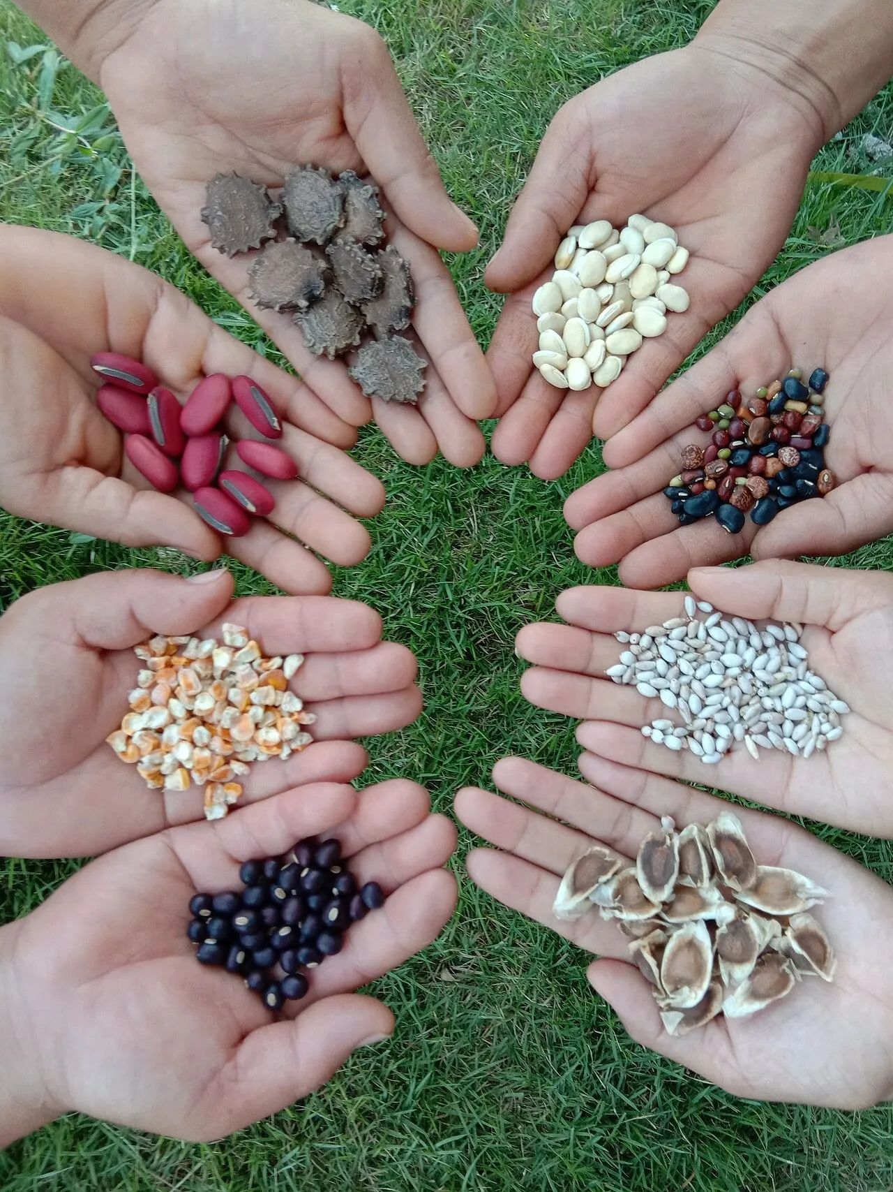 Eight cupped hands arranged in a circle on grass, each holding a different kind of seed — tiny wheat grains, beans, corn kernels and large flat seeds.