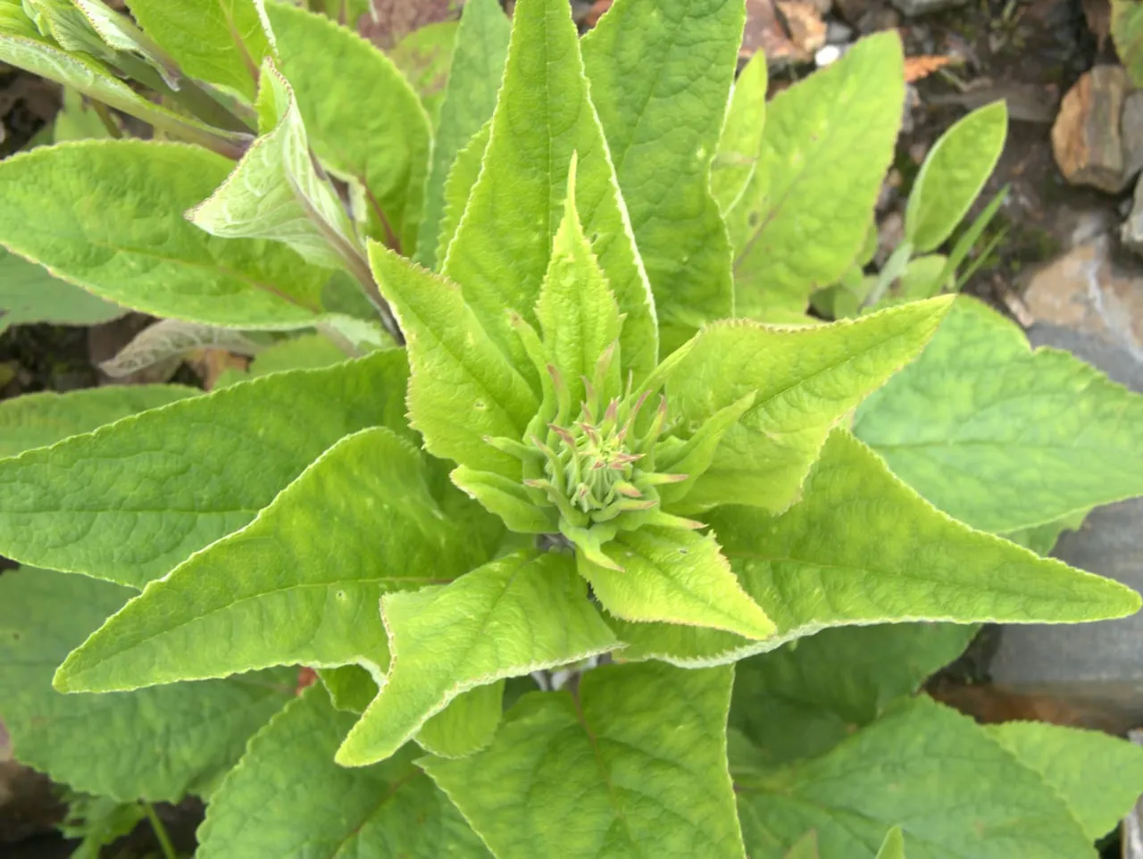 A foxglove seen from directly above: a flat rosette of broad ribbed leaves with a flowering shoot just beginning to rise from the centre.
